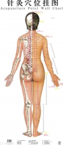 Acupuncture point chart