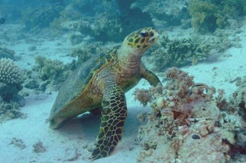 Red Sea Turtle