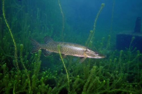 Pike in Stoney Cove
