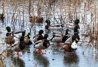 ducks on iced pond