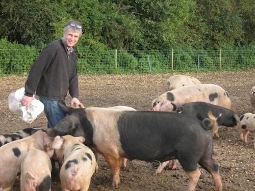 Assington Mill, Pig Keeping - Introduction