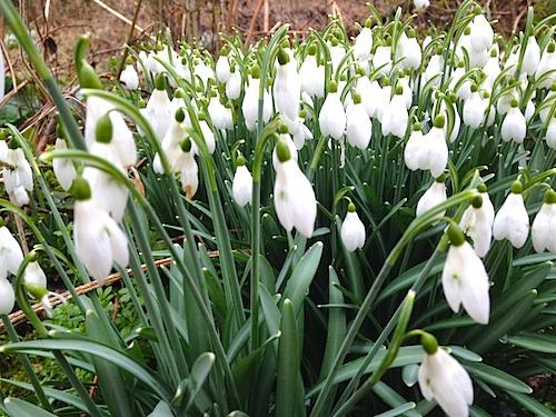 Snowdrops at Hedingham Castle 