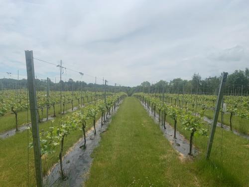 Foxbury Fields Vineyard