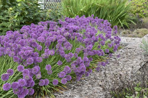 Wyevale Nurseries – Allium Lavender Bubbles. 