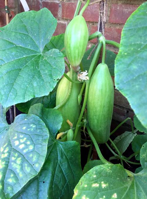 I planted a Sutton’s grafted cucumber plant in my greenhouse a month ago, tonight’s salad will include some of our grown Cucumber. This plant has grown like a rocket, 10’s of centimetres a day. In each leaf axis on the plant hangs a small cucumber. 