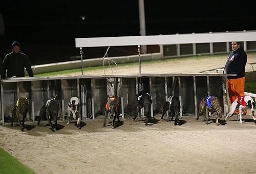 Greyhounds making sporting history at Towcester with the first eight greyhound trials for many years 