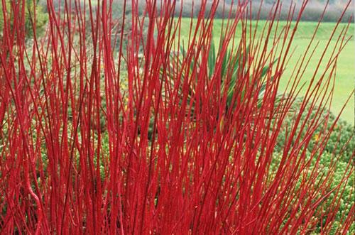 One of the brightest coloured stems is the Cornus (Dogwood) alba ‘Siberica’ bright scarlet.
