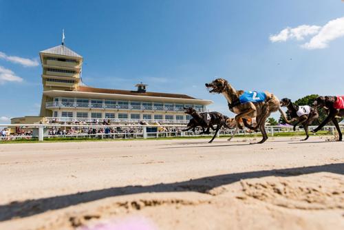 Crowds set to flock to Towcester for Greyhound derby as world’s richest dog race comes to town