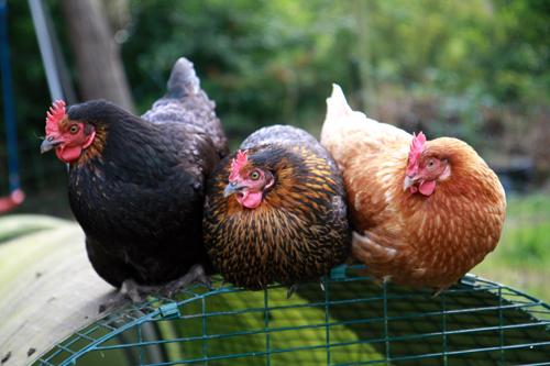 The reminder comes after The Chief Vets from England, Scotland, Wales and Northern Ireland urged bird keepers across the UK to maintain and strengthen their biosecurity measures in order to prevent further outbreaks of avian influenza.