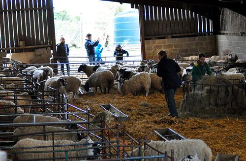 The lambing sheds will be open Saturdays and Sundays, between the 5th of March and 27th of March, with an extra day on Easter bank holiday Monday 28th