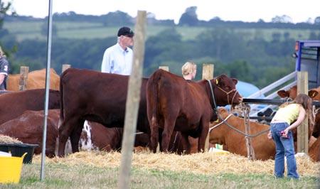 Cows - it is an agricultural show