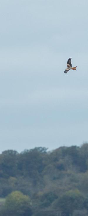 At first I thought it was a buzzard. They are now frequent visitors to our village. But its forked tail suggested it was a red kite that are also now regular visitors here.