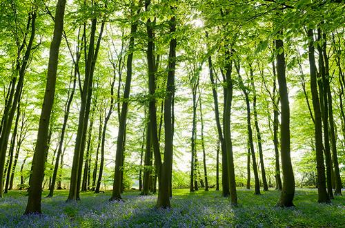 Work to create a new comprehensive Tree Strategy for West Northamptonshire is underway – West Northamptonshire Council (WNC) is inviting those who live or work in the area to help shape it.