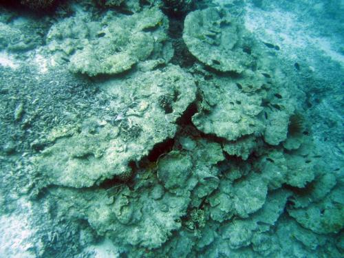 Destructive fishing destroyed coral