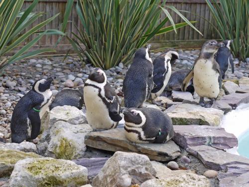 Penguins at Paradise Wildlife Park