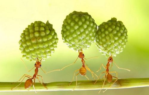 J Finch & Associates ants carrying image