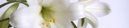 Harmony Counselling lily flower image