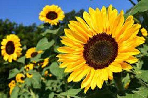 The sunflower is the national flower of Ukraine.