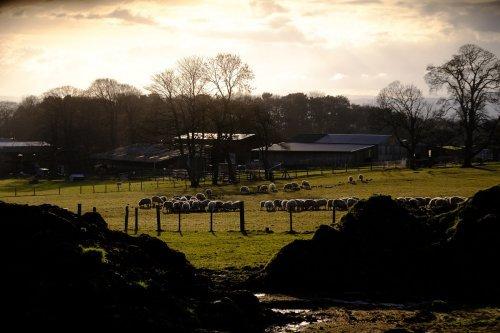 Sheep on the Farm