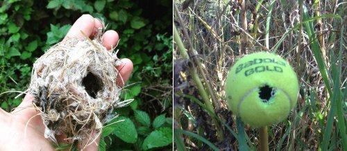 A natural mouse nest and a tennis ball nest