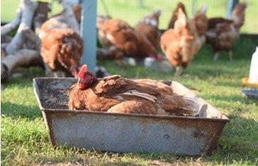 Re-homed hen, Fern, enjoying a spot of sunbathing in her new abode
