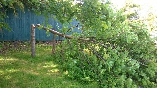 Trees destroyed in vandalism incidents in Stanney Fields Park, Neston