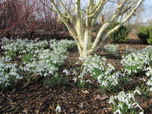 Snowdrops at Ness Gardens by Eunice Unger