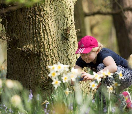 CREDIT: Ben Andrew. Girl taking photos of daffodils.