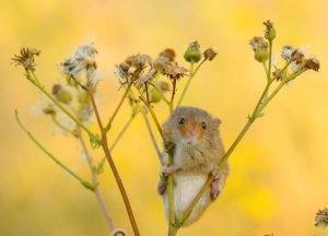 Harvest Mouse - photo by Ben Andrews
