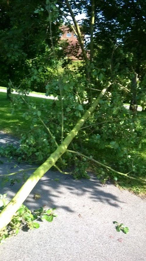 Vandals damaged trees in Stanney Fields Park, Neston