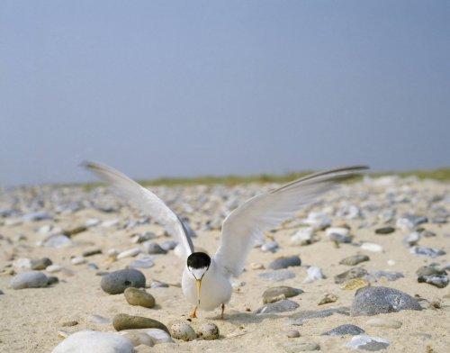 Little Tern by Chris Gomersall (rspb-images.com)