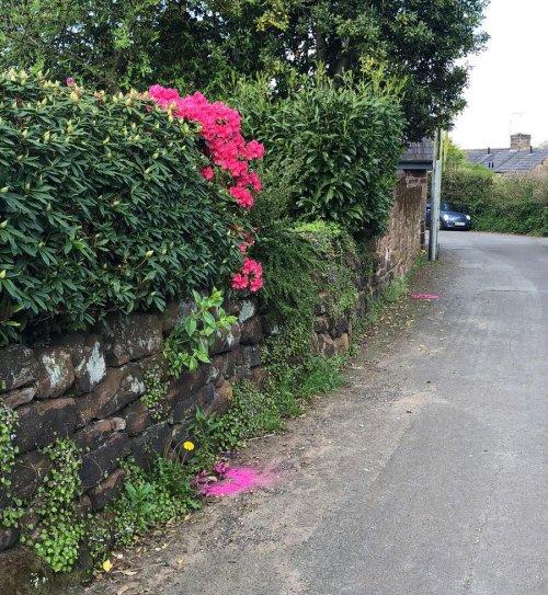 New pink poo campaign launches in Little Neston