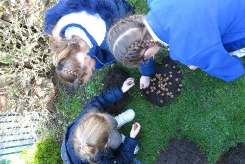 Neston Primary School plant crocus corms