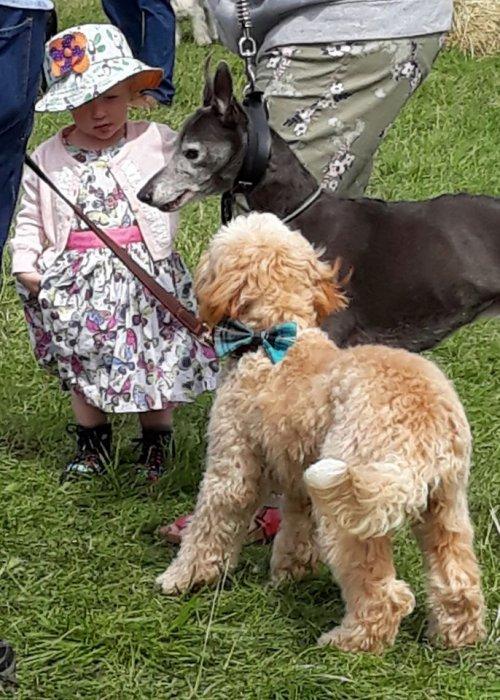 A Canine Cornucopia of Fun at Wirral Dog Fest