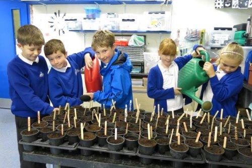 Planting for polio - Neston Rotakids join in the fun