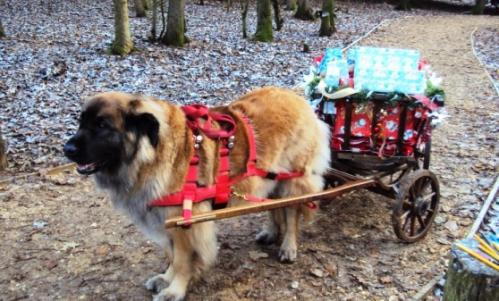 Leo with sleigh
